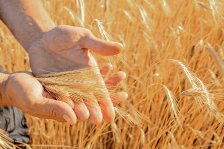 ears of wheat in the hands of a farmer, harvest in the wheat field, harvest season, August in the fieldsの写真素材