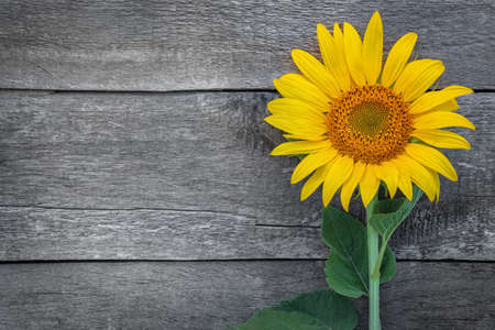 sunflower on an old wooden table, rustic background, free space for text,の写真素材