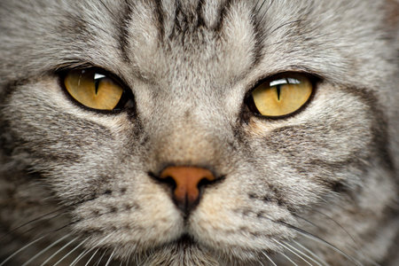 close-up portrait of a gray domestic cat, looking at the camera