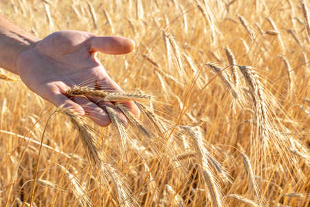 field of ripe ears, the male hand of the farmer is touching the grain of wheat, the concept of fertility, a good harvest, the labor of the farmerの写真素材