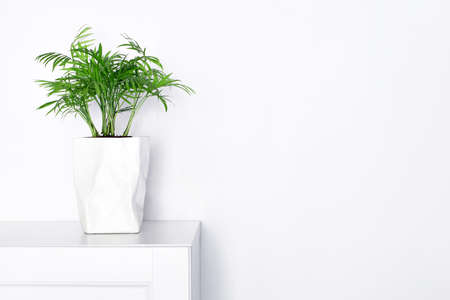 green plant in a pot on white furniture, minimalism in the interior, Scandinavian design, living roomの写真素材