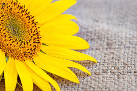 sunflower on burlap close-up, summer background,の写真素材