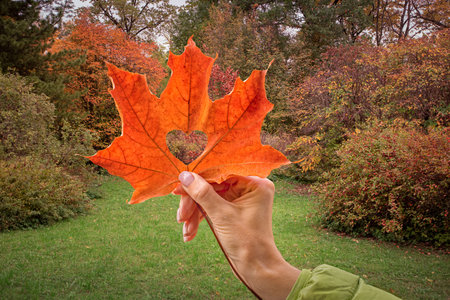 red maple leaf in a woman's hand, heart, favorite fall season, hello autumn