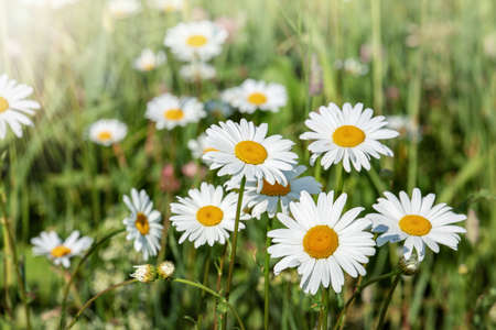 daisies, wildflowers in the field, summer lawn with daisies, chamomile gardenの写真素材