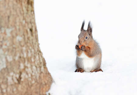 wild, fluffy, red squirrel sits in the snow and gnaws a nut in the winter forest, wintering of wild animalsの写真素材