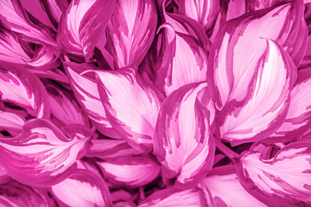 large leaves of hosta are colored in pink, natural lilac background, blank for design,