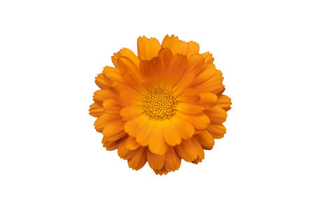 orange calendula flower on white background isolate, selective focus, close-upの写真素材