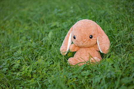 soft toy on the grass in the park, a toy rabbit alone sits on the green grassの写真素材