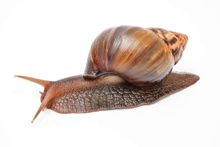 Achatina fulica, giant snail on a white background,の写真素材