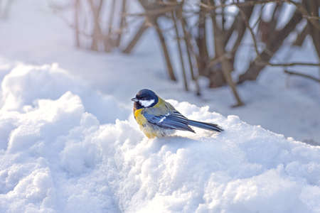 titmouse in winter, small bird with yellow breast and blue wings sits in the snow, wintering birds in parksの写真素材