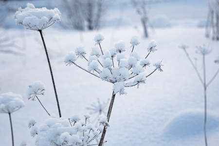 snowy winter natural landscape, deep snow, branches and plants covered with snow and frost, clear and frosty winter morningの写真素材