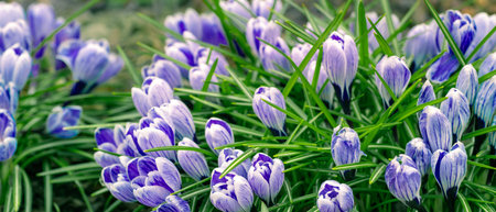 Crocus Purple spring flower growth in spring. Floral wide panorama. Crocus Iridaceae
