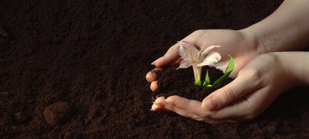 Earth Day background, women's hands carefully plant young green seedlings into the soilの写真素材