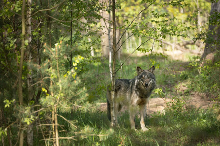 Eurasian wolf, Canis lupus in spring European forest, staring at camera. Wolf in its habitat