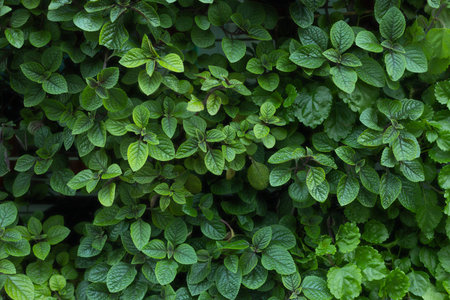 Natural background of green leaves, nature abstract wallpaper