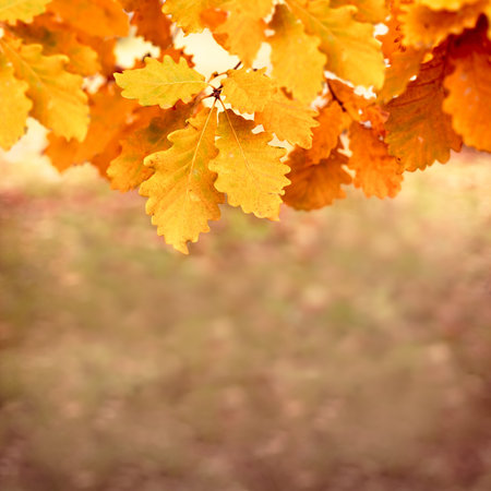 Autumn yellow oak leaves, natural background with oak leaves in autumn forest, free space