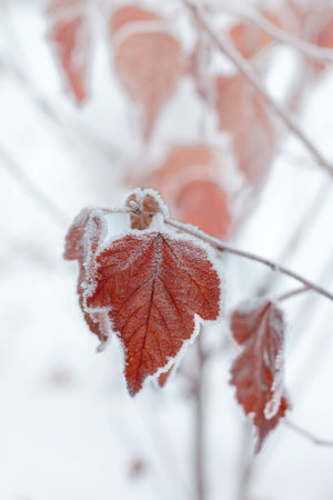 Background from bright leaves covered with hoarfros, colorful leaves covered with rime, frost and snowの写真素材