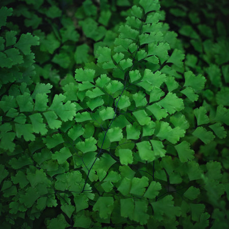 black maidenhair fern (Adiantum hybrid), green leaf of tropical plant close-up, earth day background, free spaceの写真素材