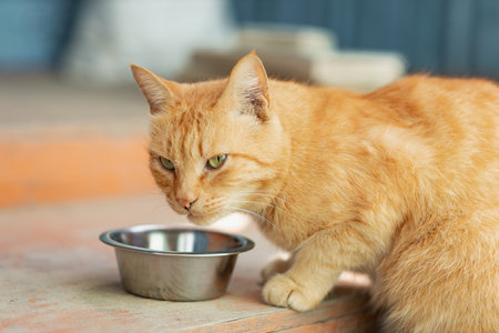 hungry red cat waits near the bowl for his portion of food, lunch timeの写真素材