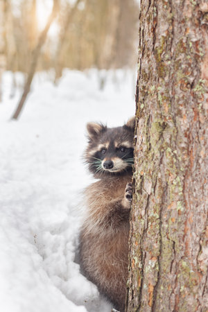 An inquisitive raccoon stares out from its habitat on a bright, sunny winter dayの写真素材