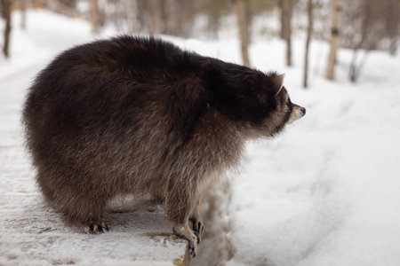fluffy raccoon walking in the forest, side view,の写真素材