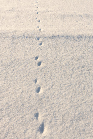 animal tracks on a fresh snowy background, paws left traces, winter background