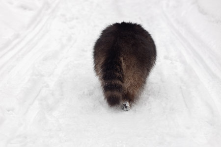 rear view of raccoon, winter fluffy fur and tail, raccoon walking forward in snowの写真素材
