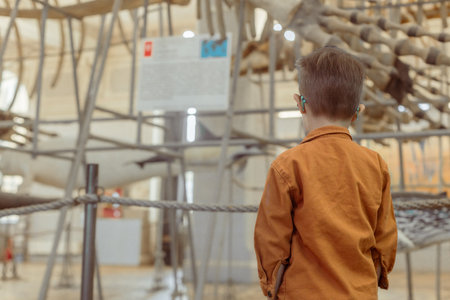 Child look at the skeleton in the Museum of paleontologyの写真素材