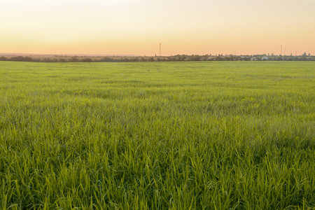 Landscape view of grass field with sunrise background, meadow, pasture, green grass