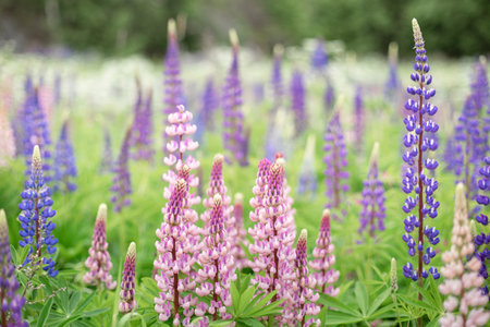 Lupine blooming with variety and colors of blue, violet, purple, white, pink,の写真素材