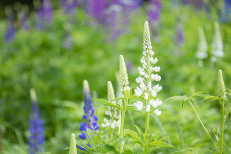 summer wild flowers wallpaper, field of blooming lupines backgroundの写真素材
