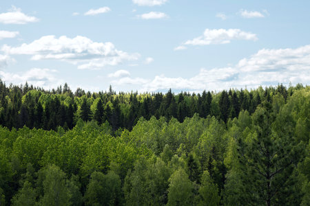 Green treetops and beautiful cloudy blue sky, mixed forest landscapeの写真素材