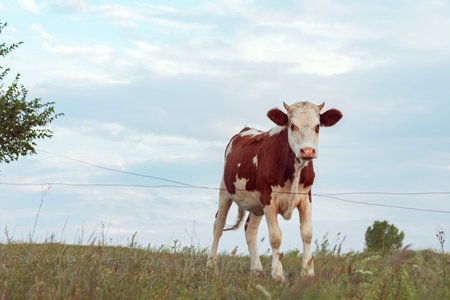 young calf grazing in the meadow, eco farming and cattle breeding,