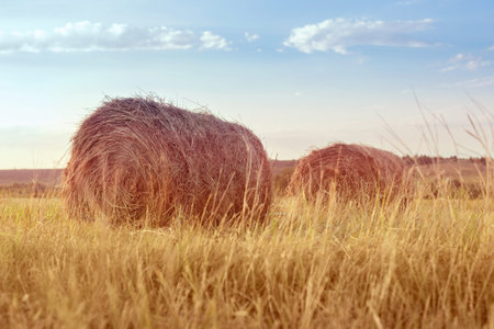 Straw stacks - stacked bales of hay left over from harvesting crops, field of an agricultural farm