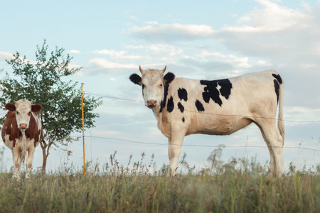 A young black and white cow standing on green meadow, open farm with dairy cattle on the grass field