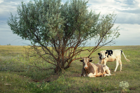 calves on the pasture, beef farming, farming,の写真素材