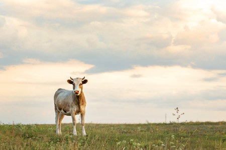 Calf on the green sunny meadow, The calf is grazing in the meadowの写真素材