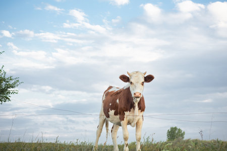 Landscape with one young cow, calf grazing in a green meadow, cattleの写真素材