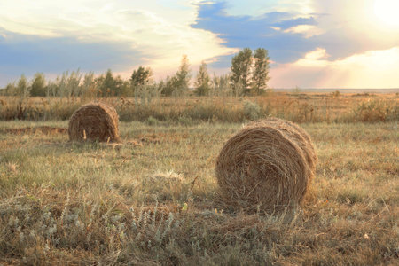 field with straw bales, harvest time, rural landscape after agricultural work, hay straw bale