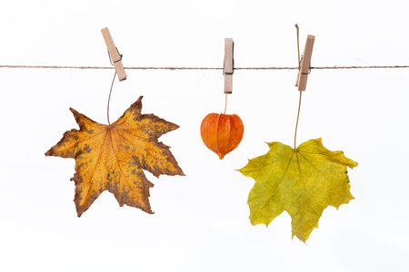 Dry leaves hanging on a rope with clothespins fall wallpaper with copyspace