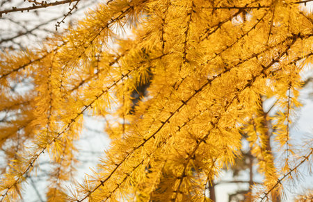 yellowed larch, larch leaves (LÃ¡rix) close-up, autumn backgroundの写真素材