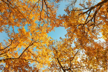 Autumn scenery. Bottom view of the tops of trees with colorful yellow leaves against blue sky...