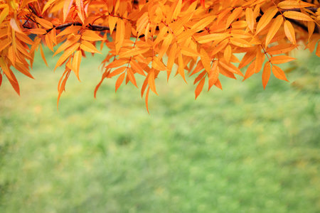 Autumn leaf fall wallpaper, red rowan leaves texture, space for textの写真素材