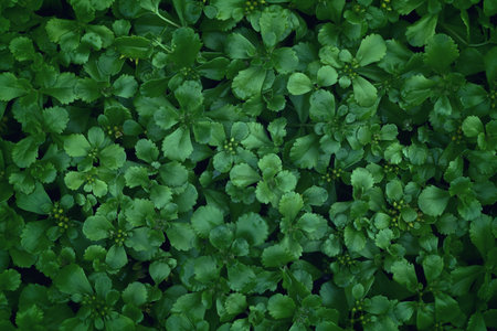 Natural background of green leaves, abstract plant wallpaper, groundcover plants