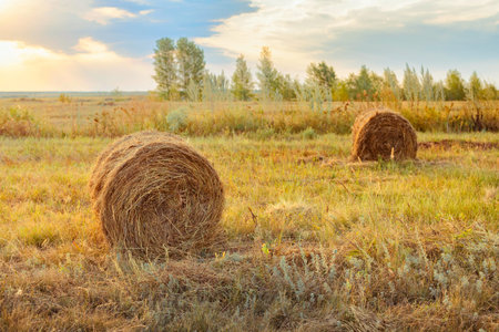 A field with mowed grass and rolls of hay on a sunny day. Haymaking in the summer.の写真素材