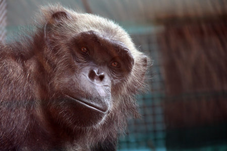 Young monkey in a cage looking at the camera