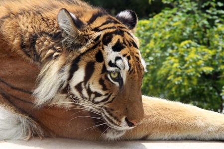 Sad Tiger lying on the green grassの写真素材