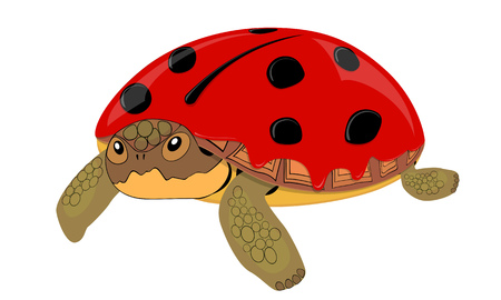 Turtle ladybug with a surprised look on white backgroundのイラスト素材