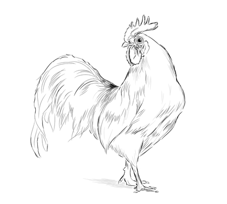 Vector Rooster black and white on a white backgroundのイラスト素材