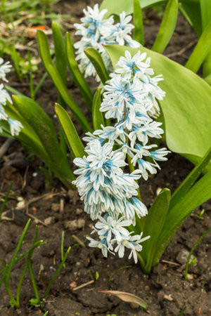 The first spring cultivated flowers which are grown up in a garden.